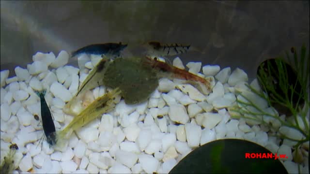 Akwarium Kula - 2016r. karmienie. 28.03. =HD