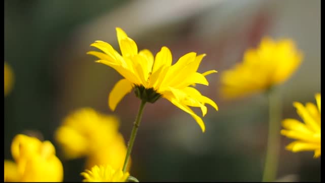 Duo Coral - Dobry znak051