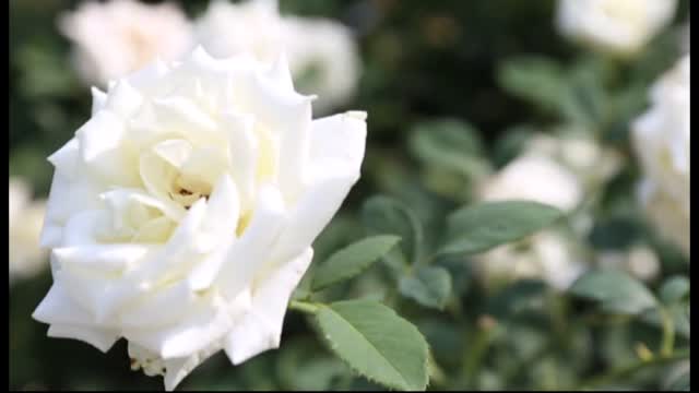 EKEA - Momy Siebie059