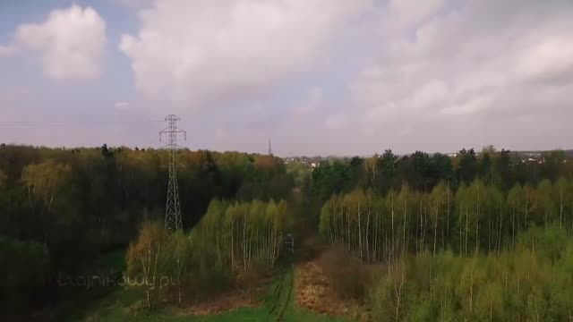 Herbata z bambusa właściwości, herbata bambusowa parzenie liści