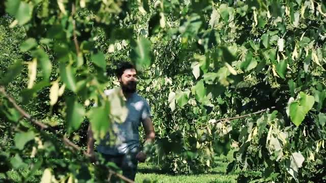 Herbata z kwiatu lipy: jak parzyć? Działanie